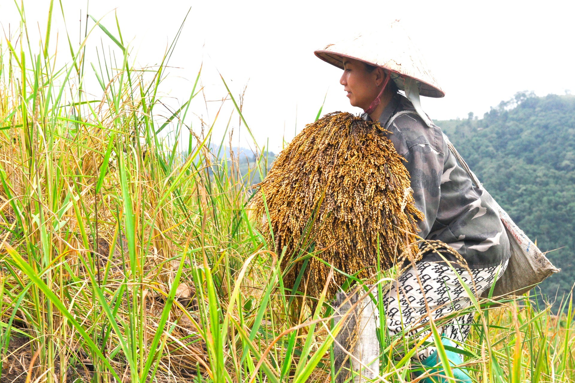 Gạo nếp nương là đặc sản quý hiếm của vùng Tây Bắc 